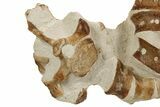 Fossil Plesiosaur Vertebrae String - Asfla, Morocco #261736-1